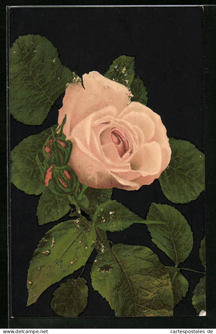 AK Blühende Rosa Rose Und Knospen  - Andere & Zonder Classificatie