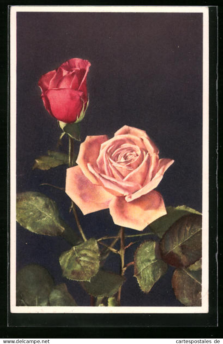 AK Rosa Und Rote Rose In Blüte  - Sonstige & Ohne Zuordnung