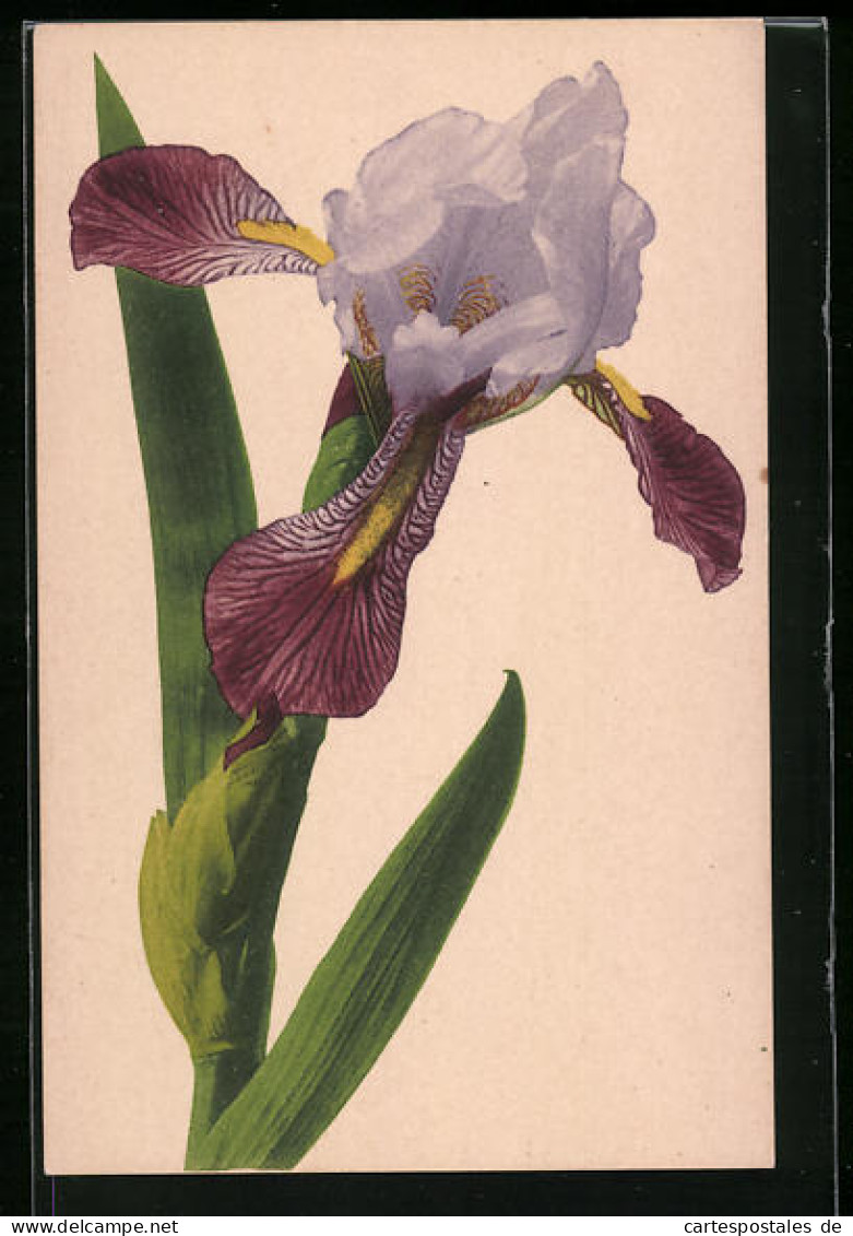 Künstler-AK Lilienblüte Mit Blättern (Iris)  - Sonstige & Ohne Zuordnung