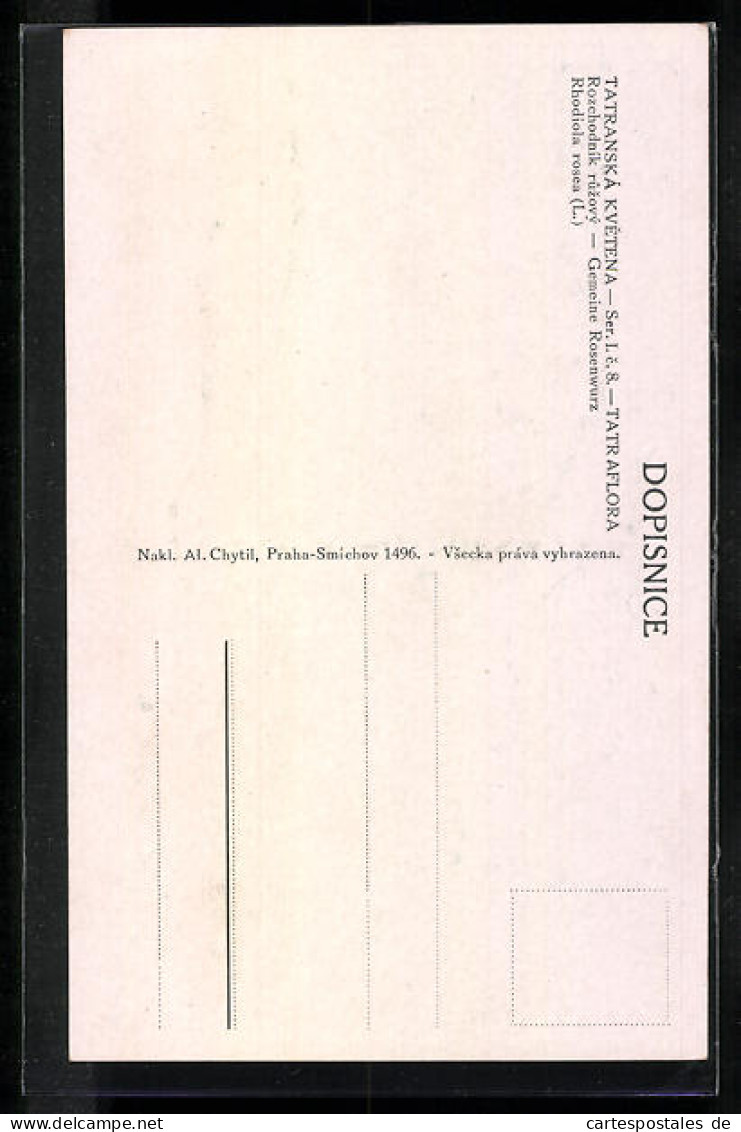 Künstler-AK Tatra, Gemeine Rosenwurz  - Andere & Zonder Classificatie