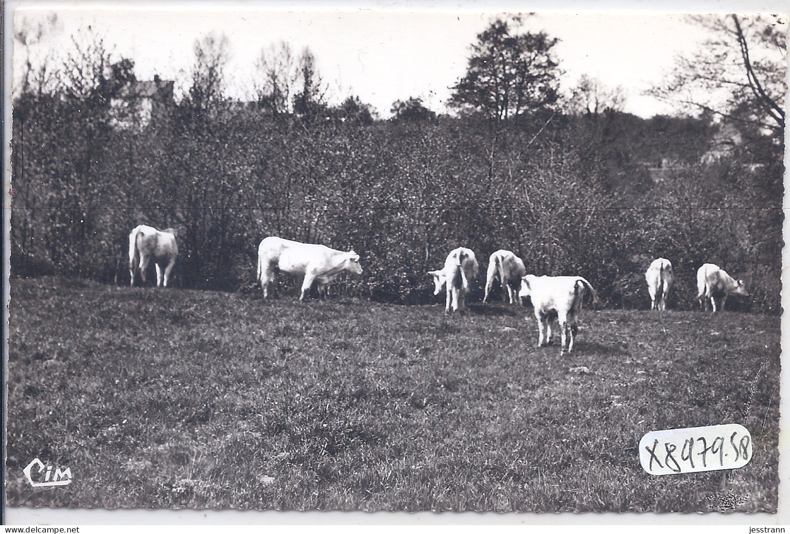 MOULINS-ENGILBERT- BOEUFS AU PATURAGE- CIM 58497 - Moulin Engilbert