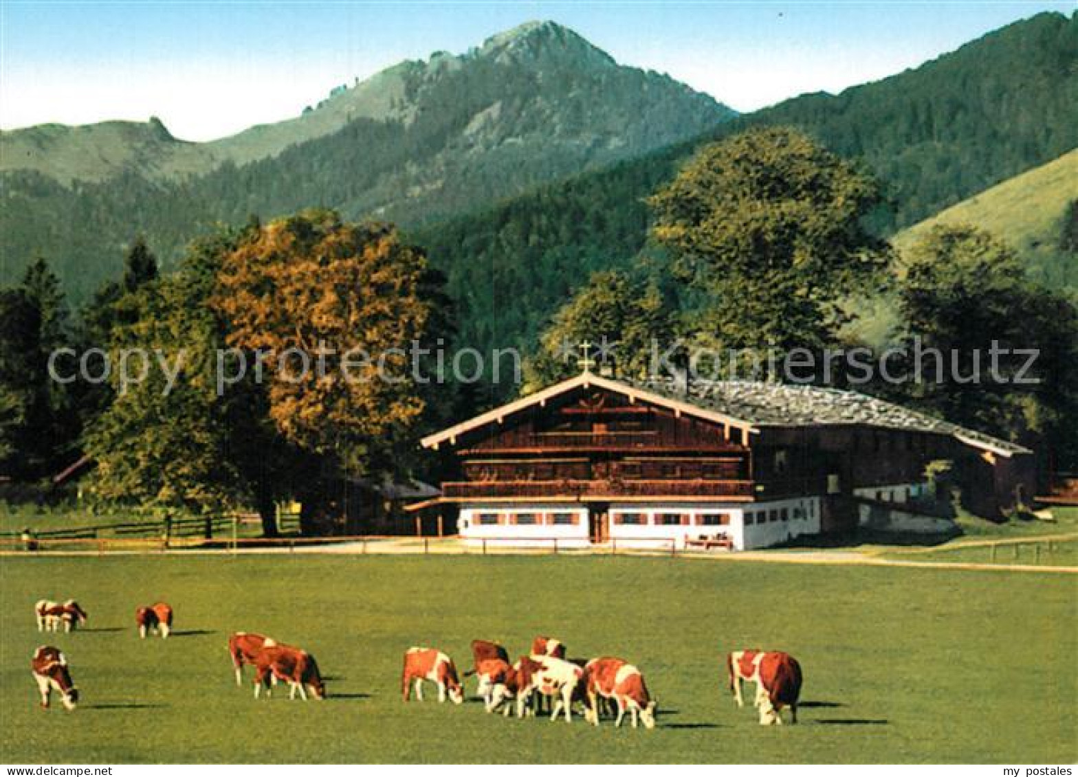 72965833 Bad Wiessee Berggaststaette Bauer In Der Au Kuehe Bad Wiessee - Bad Wiessee