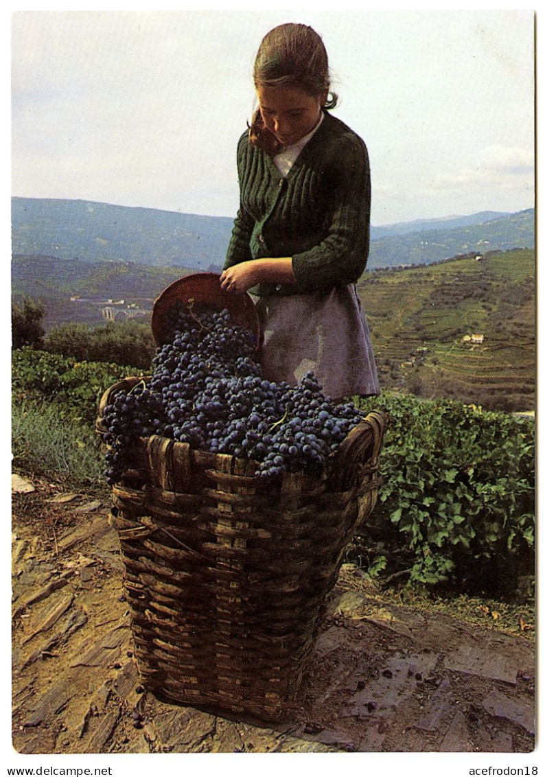 Vendanges Dans La Région Du DOURO - Autres & Non Classés