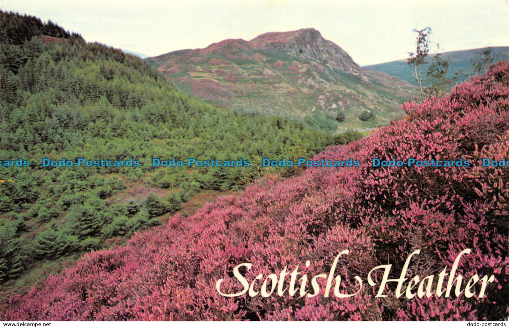 R082538 Scottish Heather. Photo Precision - Monde