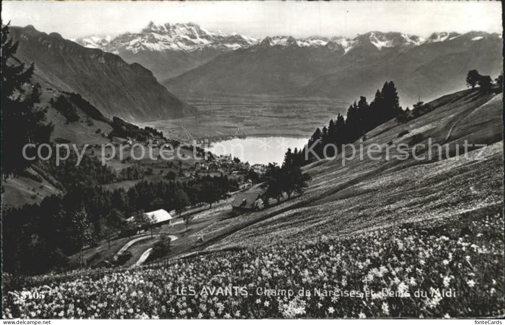 12340046 Les Avants Champ De Narcisses Dents Du Midi Les Avants - Autres & Non Classés