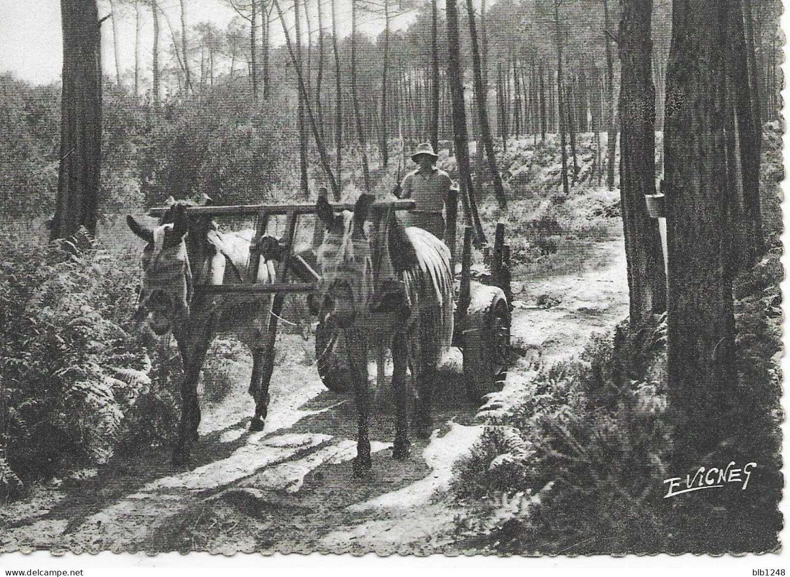 [40] Landes > EN GUYENNE GASCOGNE - 9 - Attelage Des Mules Landaises - Autres & Non Classés