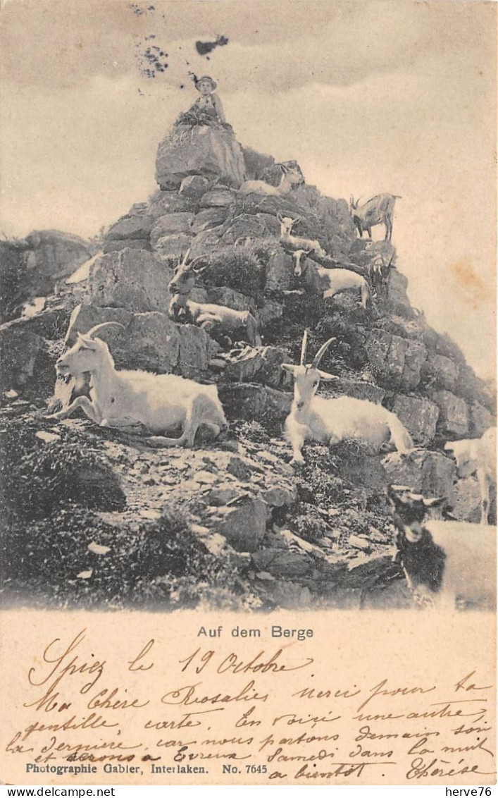 SUISSE - BERNE - 1905 - Auf Dem Berge - Chèvres - Berne