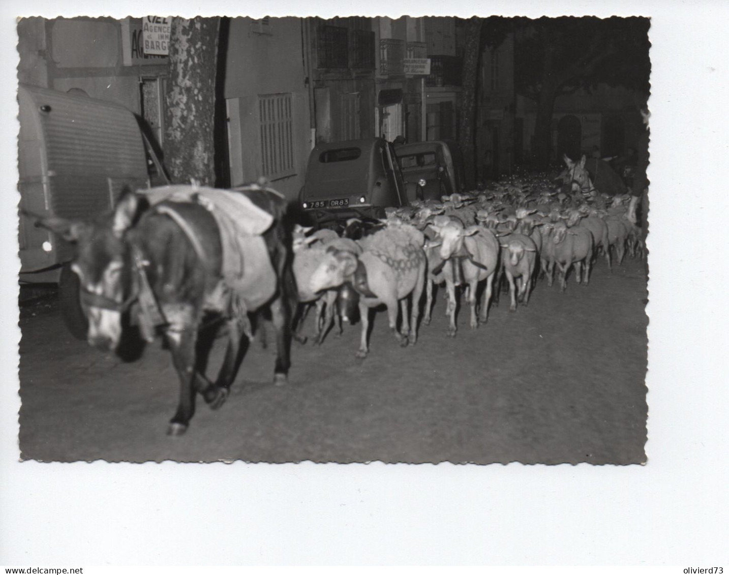 Cp (10 X 15) - 83 - Bargemon - La Transhumance Peu Courante -  A VOIR - Bargemon