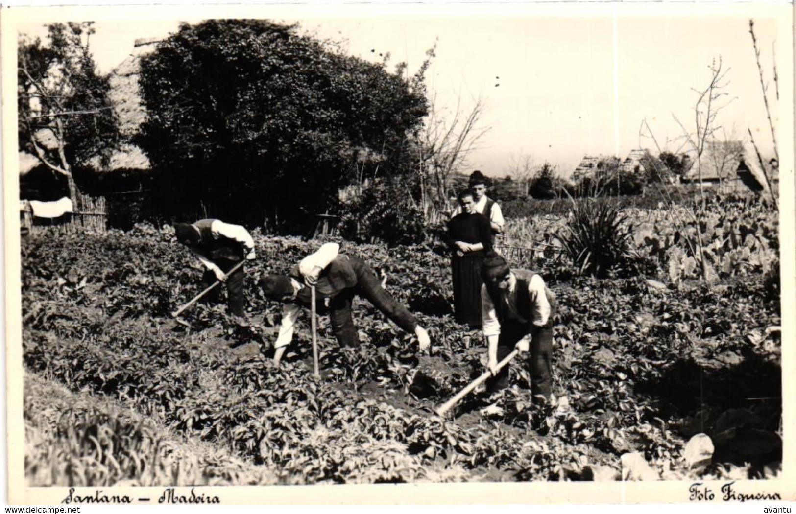 MADEIRA / FARMING - Madeira