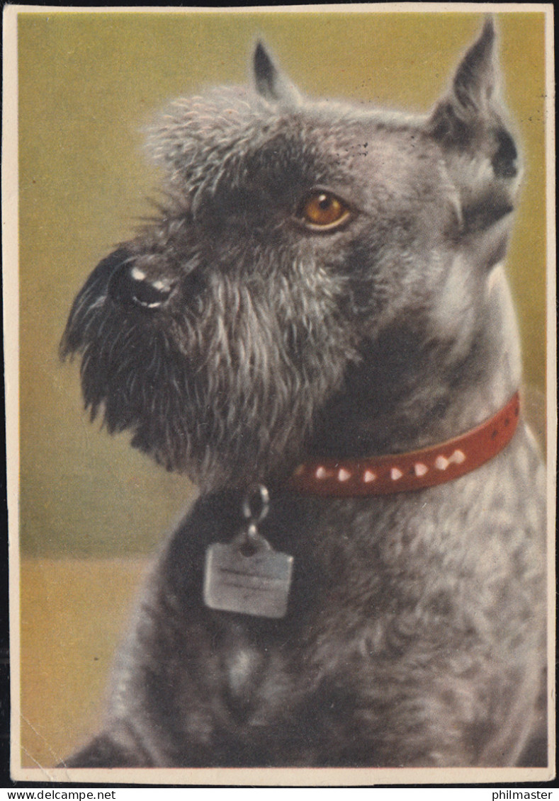 AK Tiere: Der Hund Schnauzer, Kollwitz-Hauptmann-Frankatur DRESDEN 28.12.1953 - Hunde