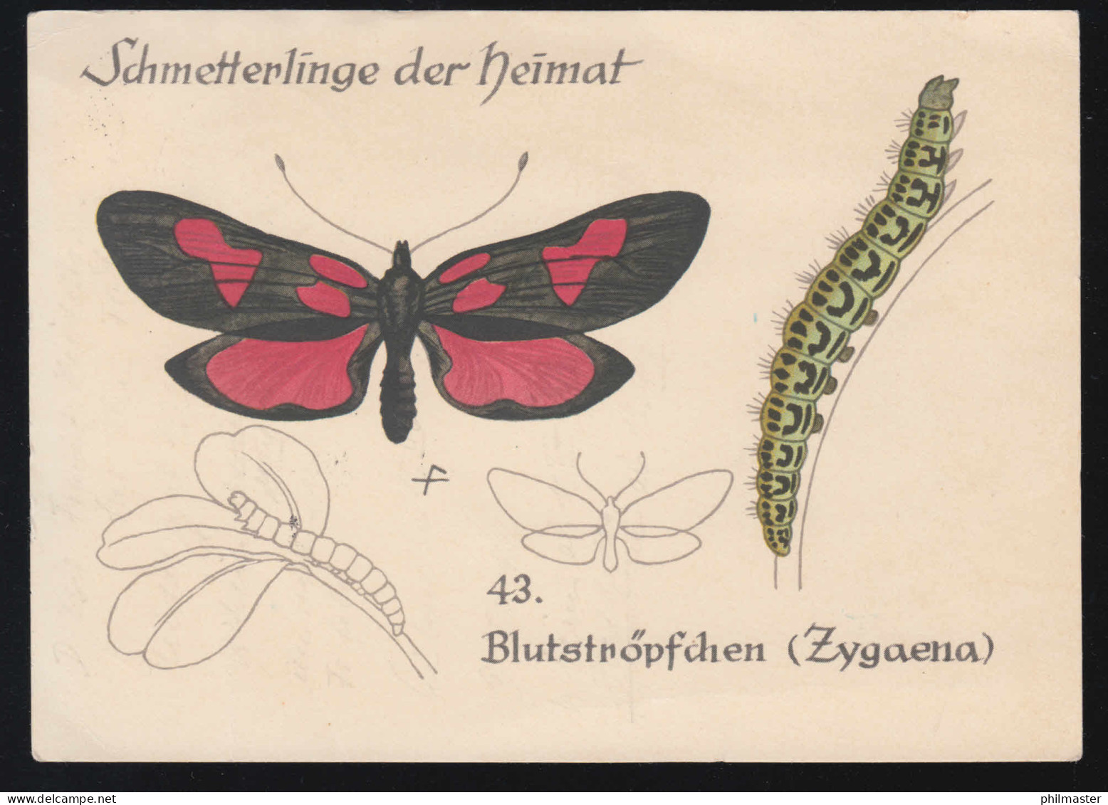 Tiere-AK Schmetterlinge Unserer Heimat 43. Blutströpfchen Zygaena, WEINHEIM 1958 - Chiens