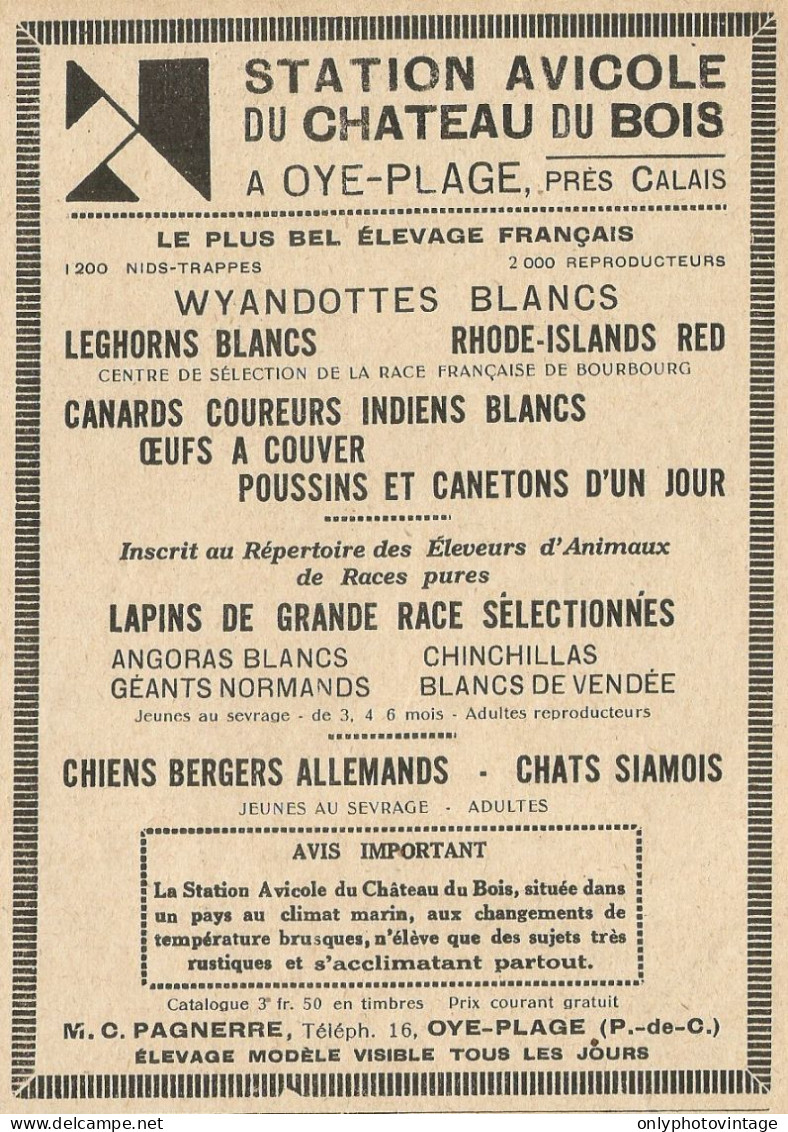 Wiandottes Blancs - Pubblicità 1929 - Advertising - Advertising