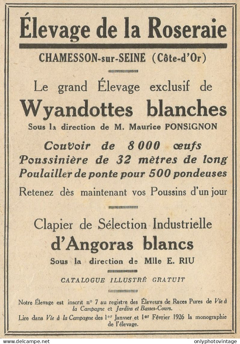 Grand èlevage Exclusif De Wyandottes Blanches - Pubblicità 1928 - Advert. - Advertising