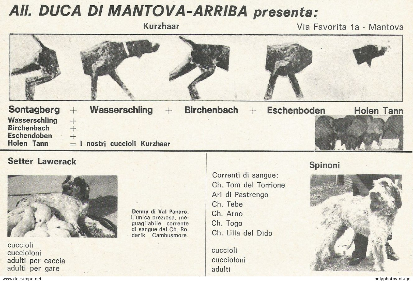 Allevamento Cani DUCA DI MANTOVA-ARRIBA - Pubblicità 1972 - Advertising - Advertising