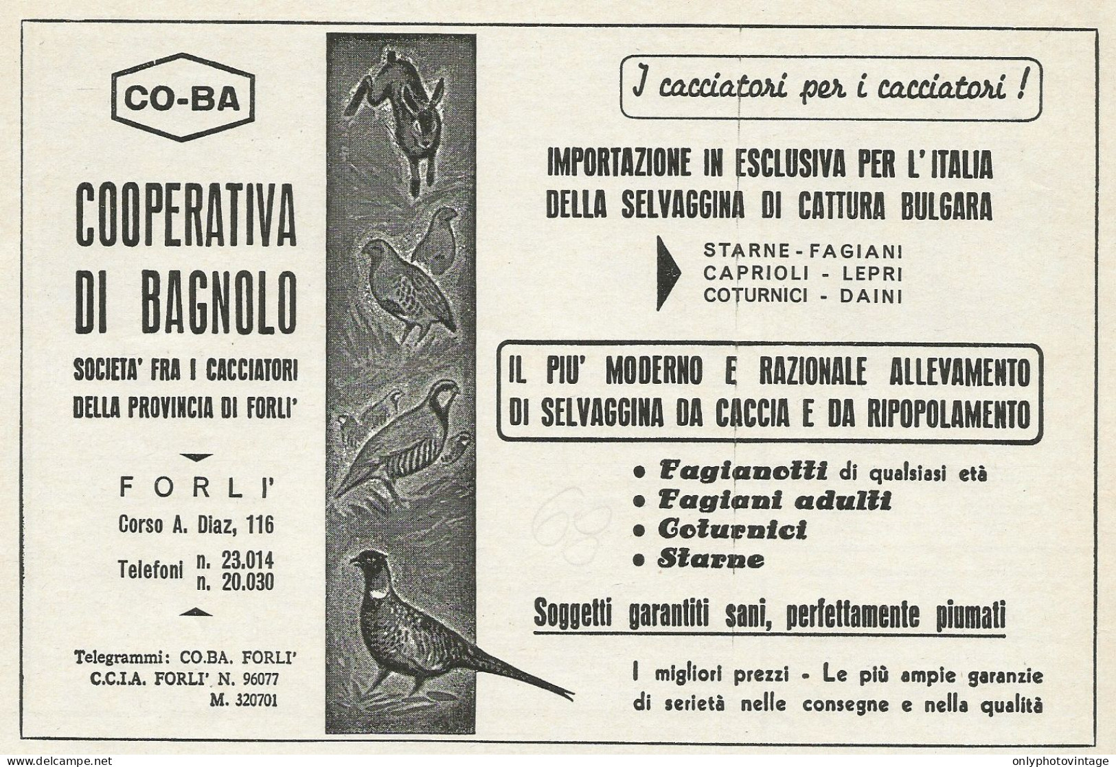 Cooperativa Di Bagnolo - Soc. Fra I Cacciatori - Pubblicità 1968 - Advert. - Publicités