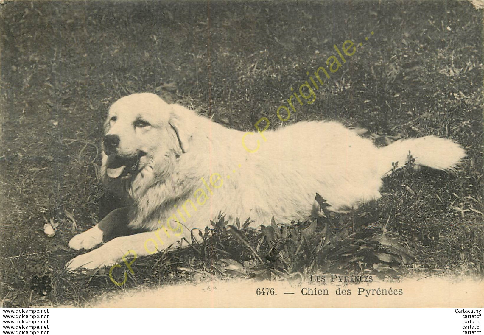 Chiens Des Pyrénées .  Chien De MOntagne . - Andere & Zonder Classificatie