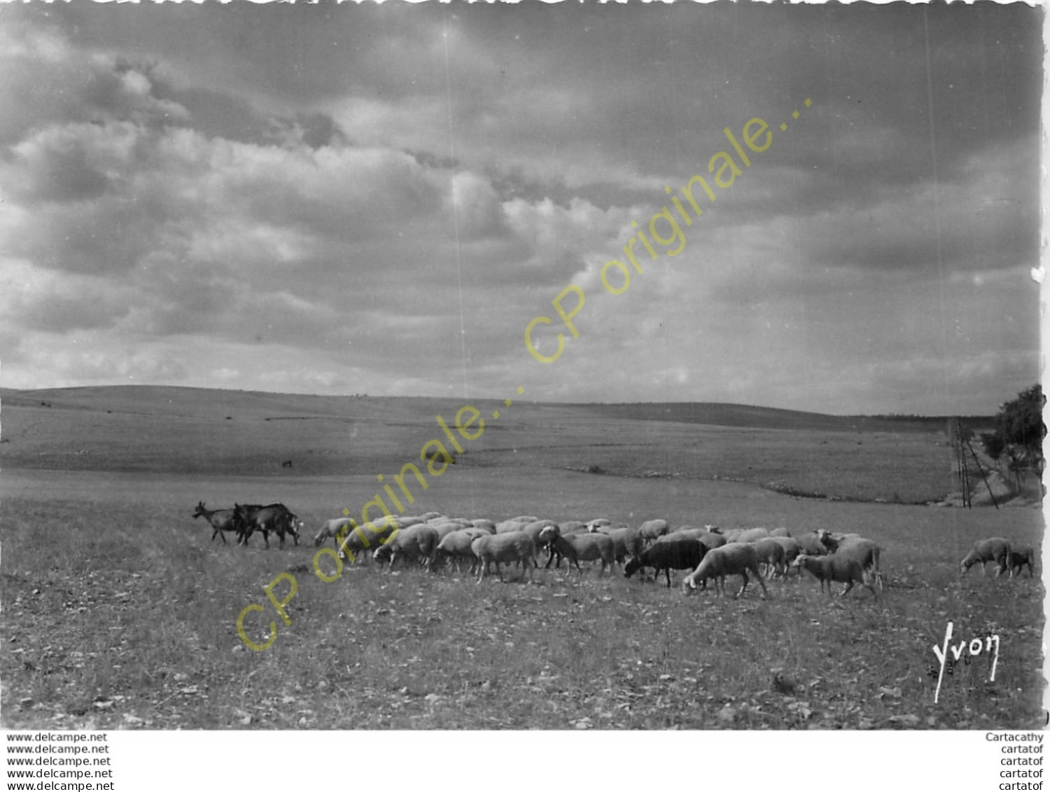 ( Troupeau De Moutons )  Sur Le CAUSSE MEJEAN .  Gorges Du Tarn . - Andere & Zonder Classificatie