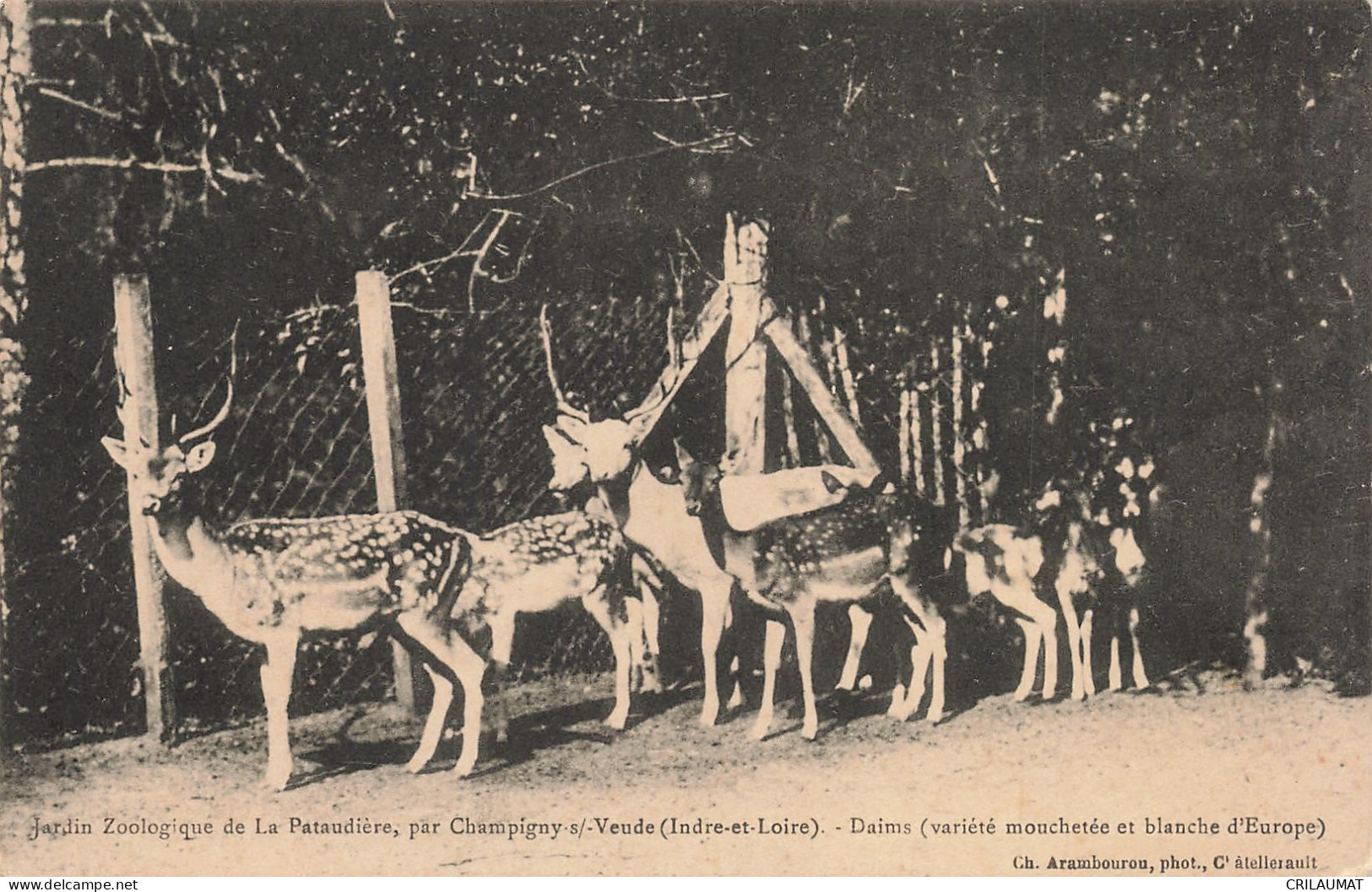 37-CHAMPIGNY SUR VEUDE PARC ZOOLOGIQUE DE LA PATAUDIERE-N°T5268-C/0091 - Autres & Non Classés