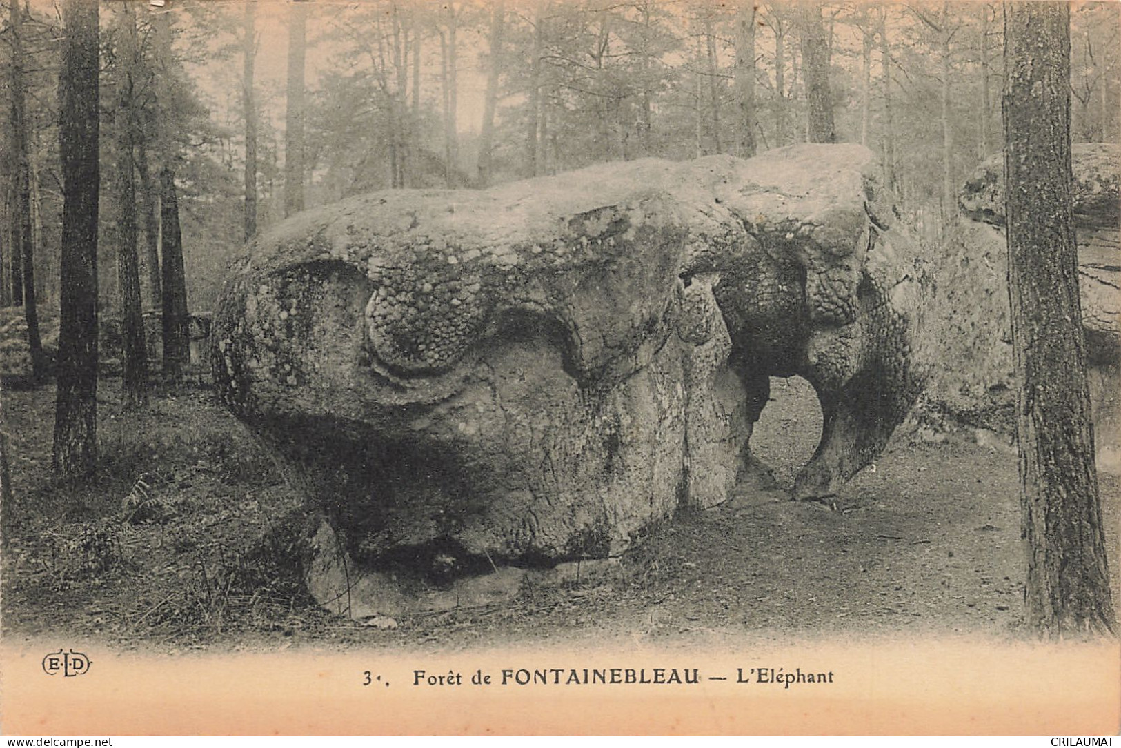 77-FONTAINEBLEAU LA FORET L ELEPHANT-N°T5274-A/0013 - Fontainebleau