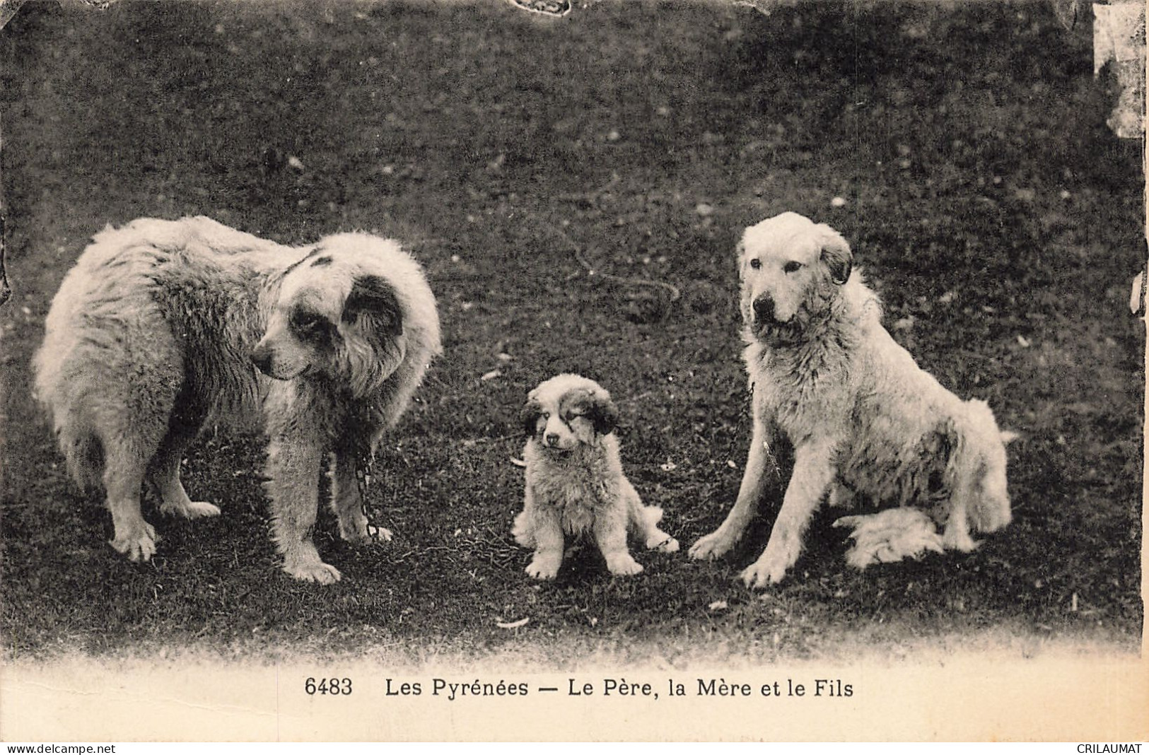 65-LES PYRENEES CHIENS DES PYRENEES-N°T5275-H/0137 - Sonstige & Ohne Zuordnung