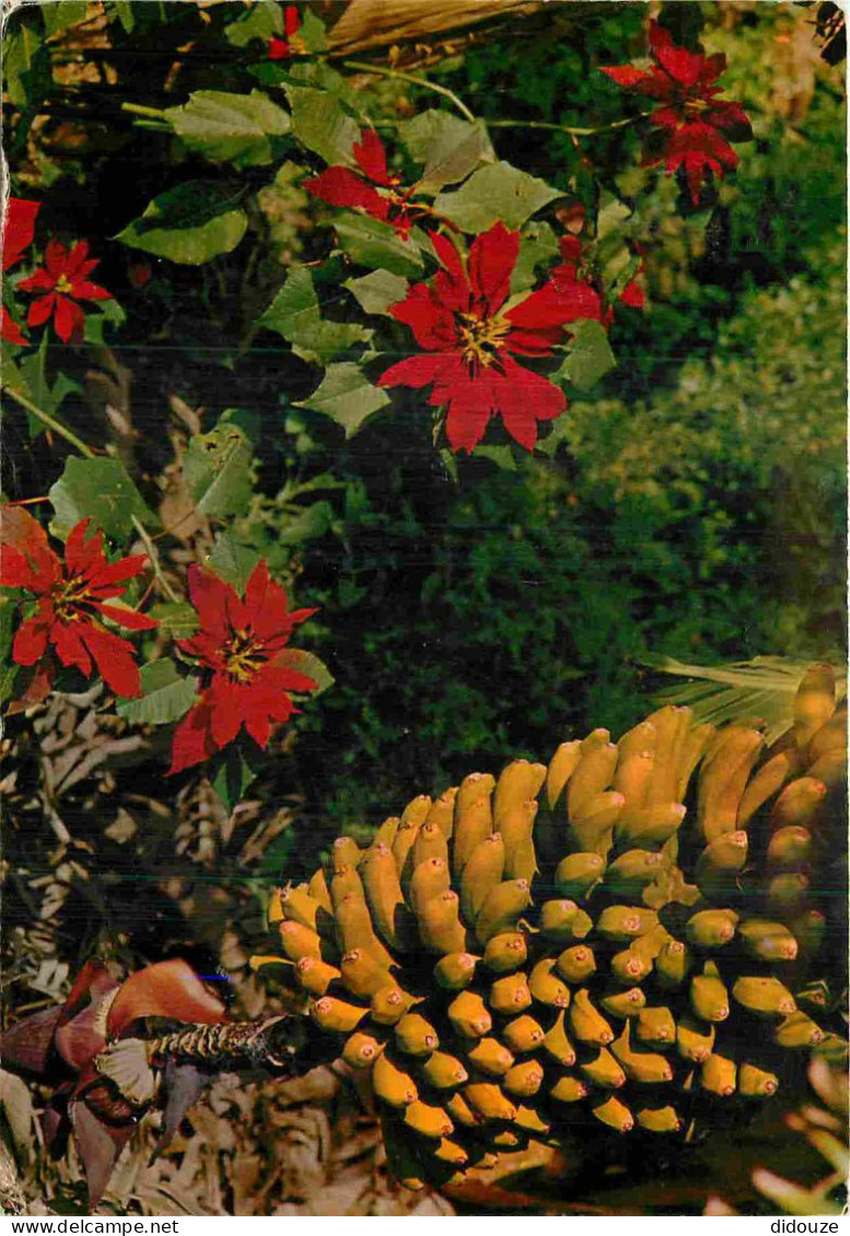 Espagne - Espana - Islas Canarias - Flores Y Platanos - Fleurs - Bananiers - CPM - Voir Scans Recto-Verso - Otros & Sin Clasificación