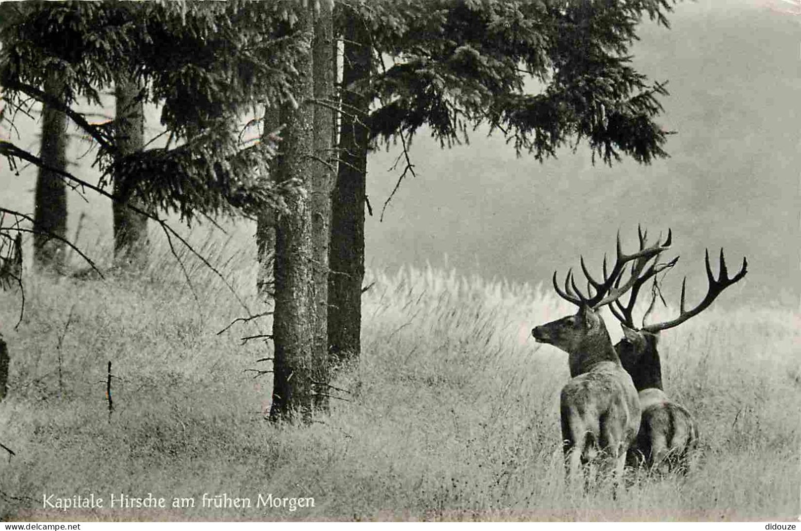 Animaux - Cervidés - Allemagne - Deutschland - Morienteichbaude Bei Bad Harzburg - Cerfs - Carte Dentelée - CPSM Format  - Other & Unclassified