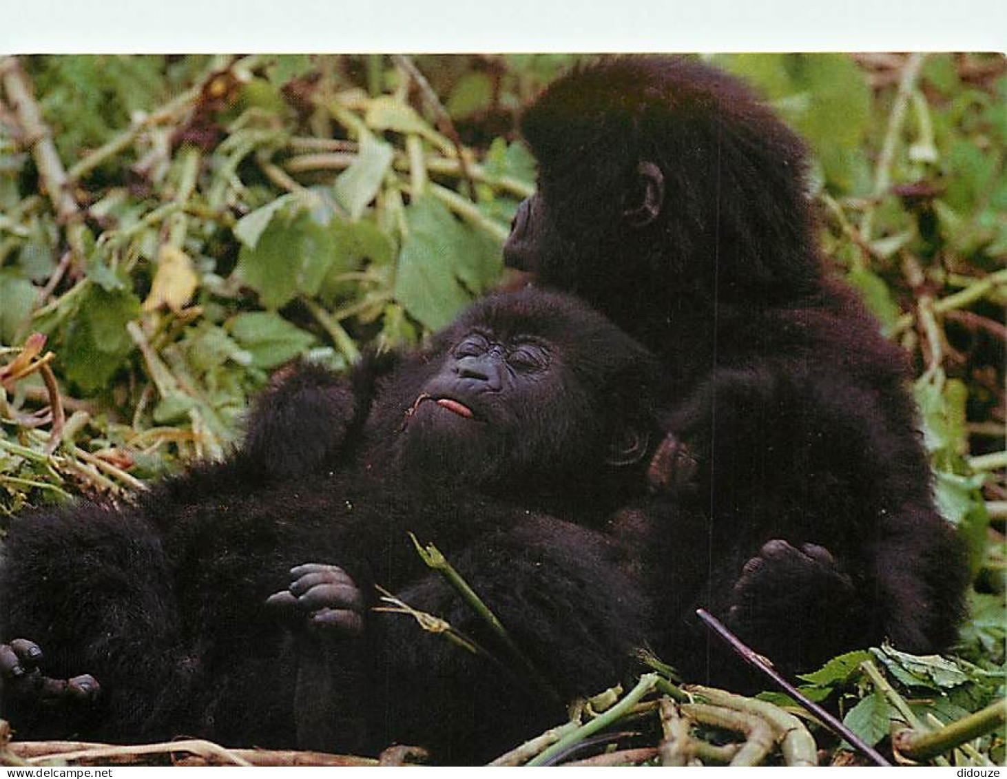 Animaux - Singes - Rwanda - The Mountain Gorilla - Karisoke Research Centre - Carte Animal World - Carte Neuve - CPM - V - Singes