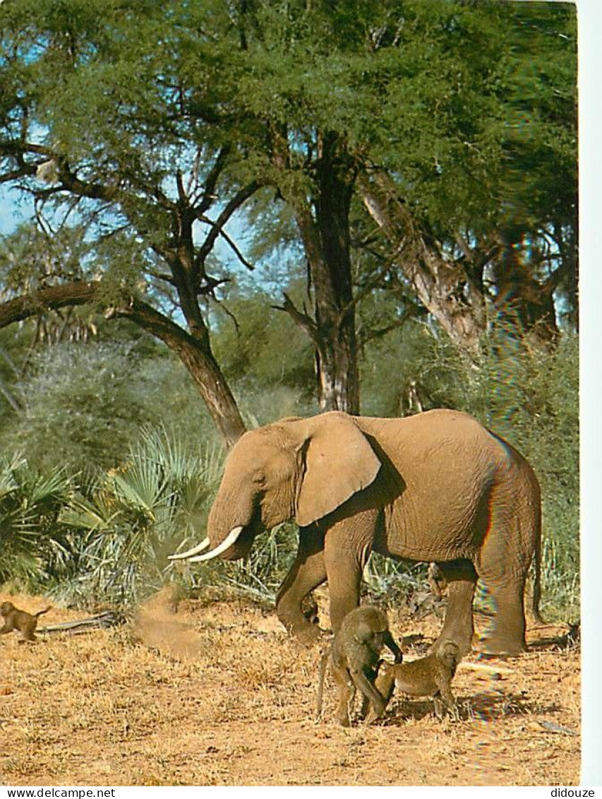 Animaux - Eléphants - Loxodonta Africana - Singes - CPM - Voir Scans Recto-Verso - Elefanti