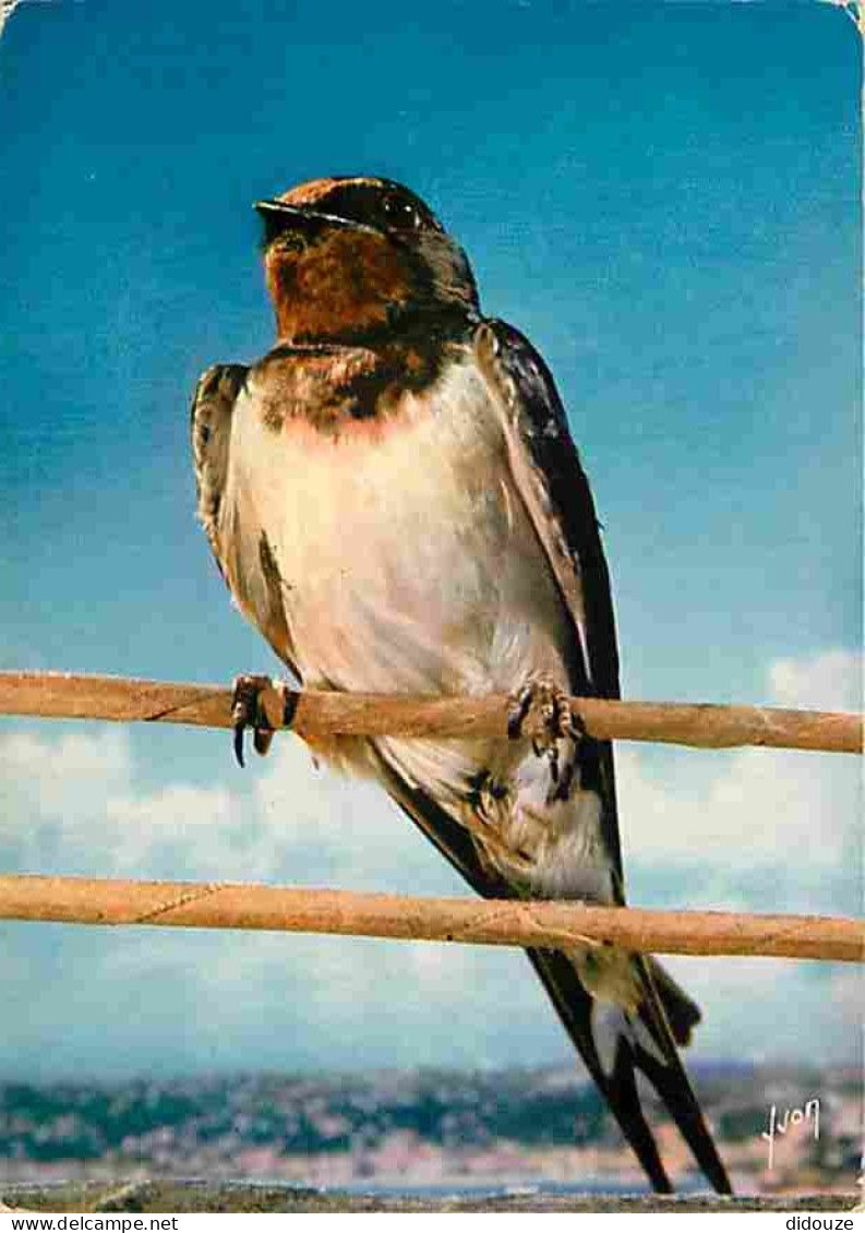 Animaux - Oiseaux - Les Animaux De Jean Lourane - 38 - L'Hirondelle - CPM - Voir Scans Recto-Verso - Birds