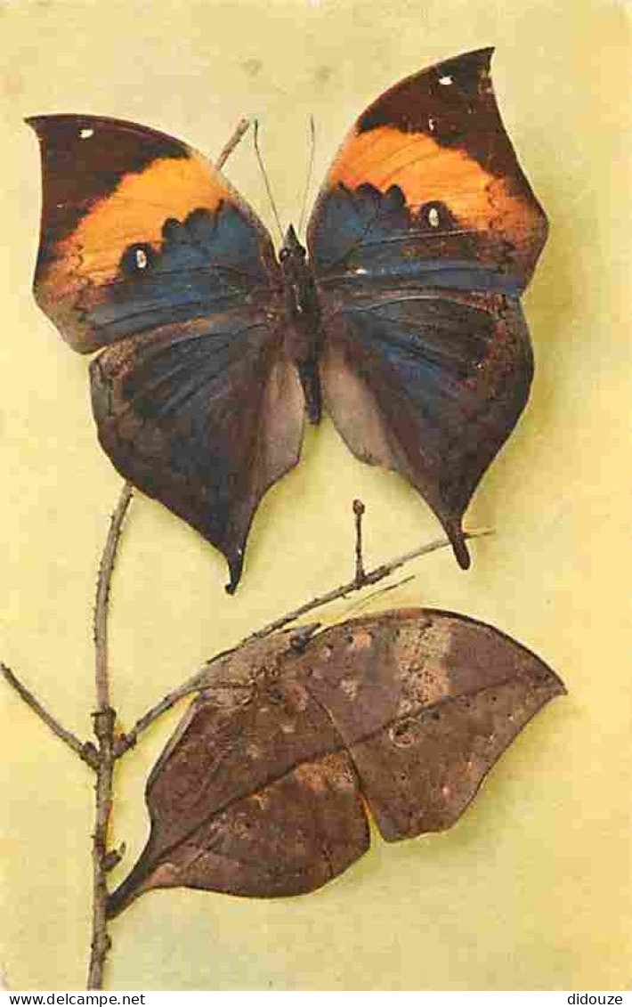 Animaux - Papillons - Kallima Inachus - Vu De Dos - Collection Boubée - Carte éditéee Par Le Comité National De L'enfanc - Butterflies