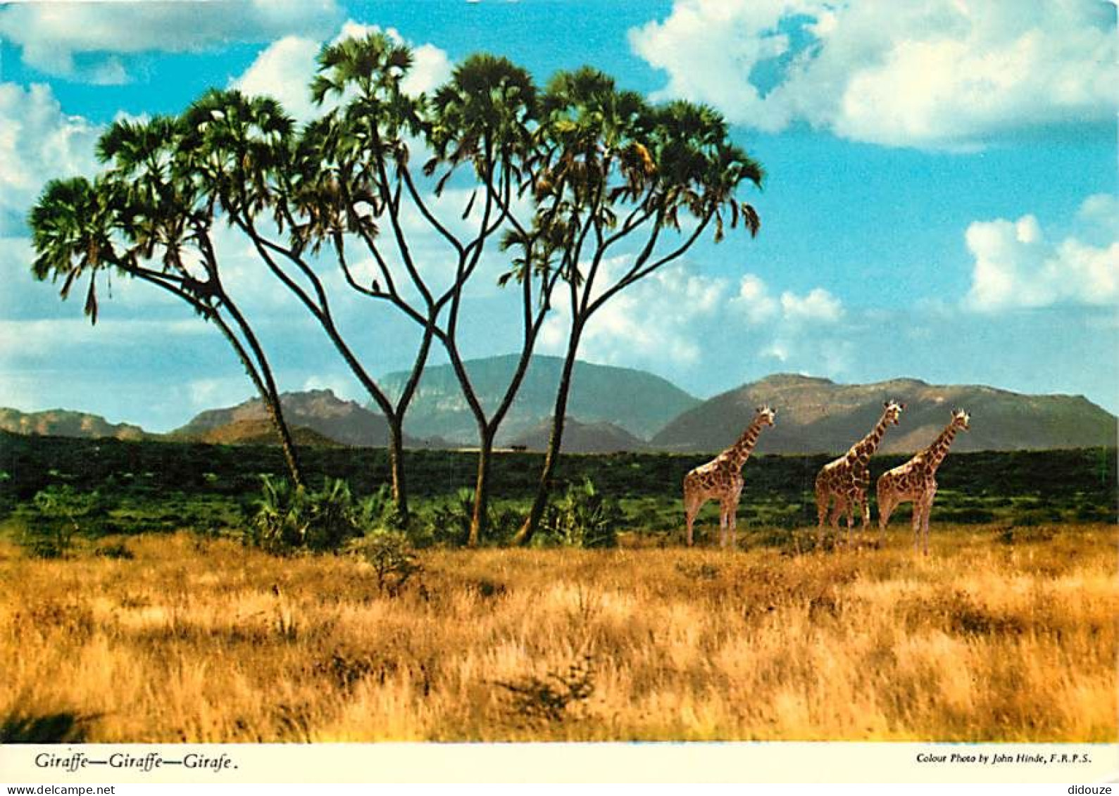 Animaux - Girafes - Carte Neuve - CPM - Voir Scans Recto-Verso - Girafes