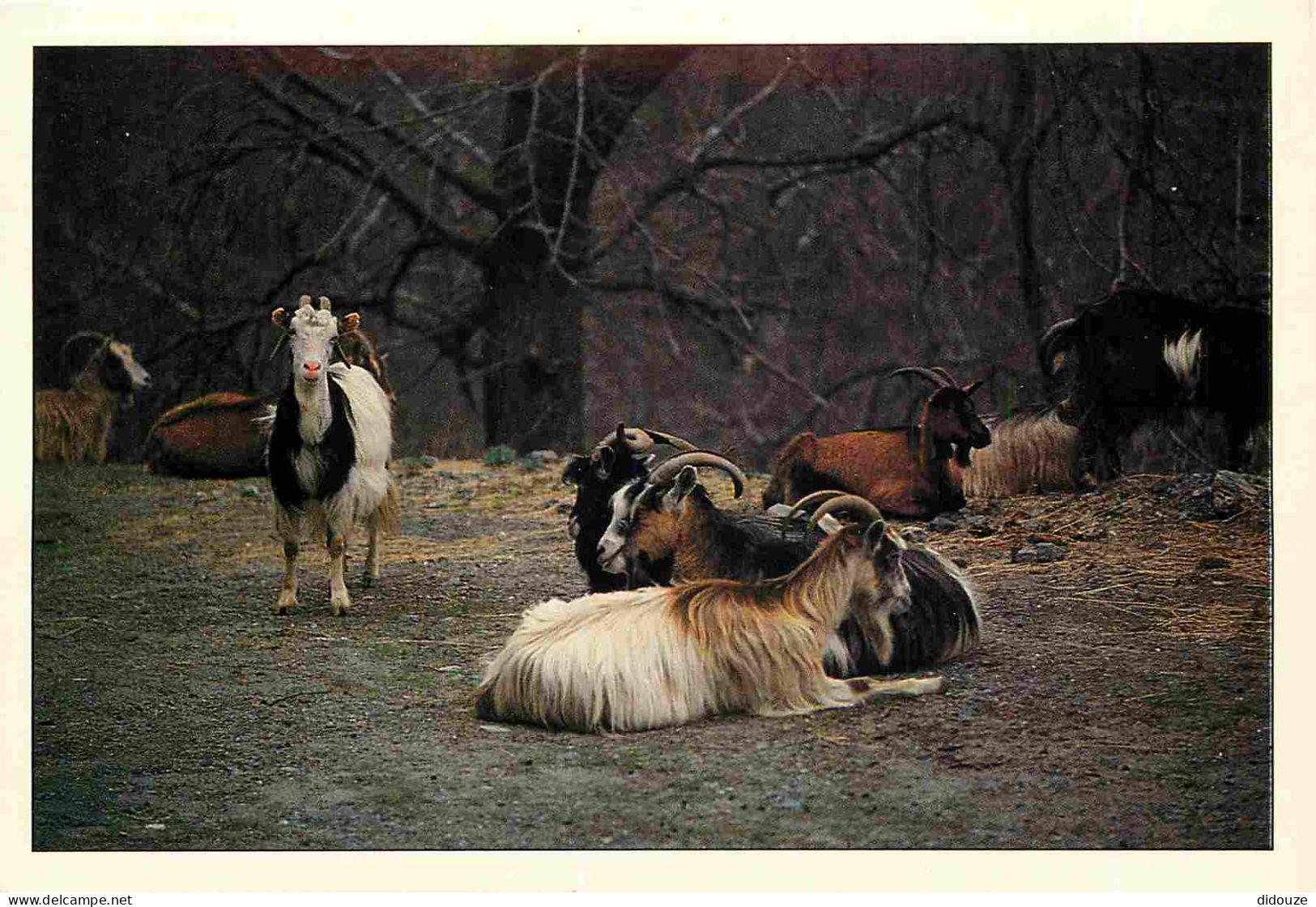 Animaux - Chèvres - Corse - CPM - Voir Scans Recto-Verso - Sonstige & Ohne Zuordnung