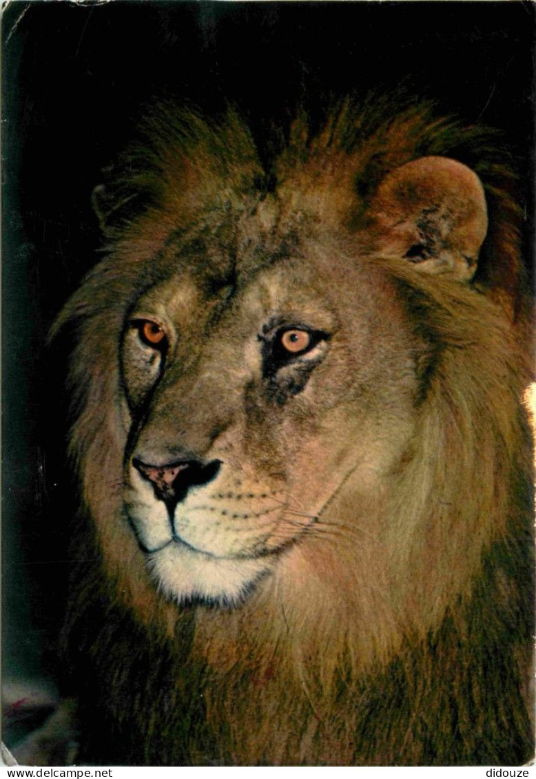 Animaux - Fauves - Lion - Zoo De La Flèche - CPM - Voir Scans Recto-Verso - Leeuwen