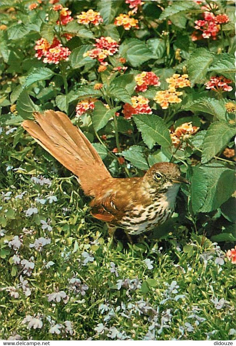 Animaux - Oiseaux - Grive - CPM - Voir Scans Recto-Verso - Birds