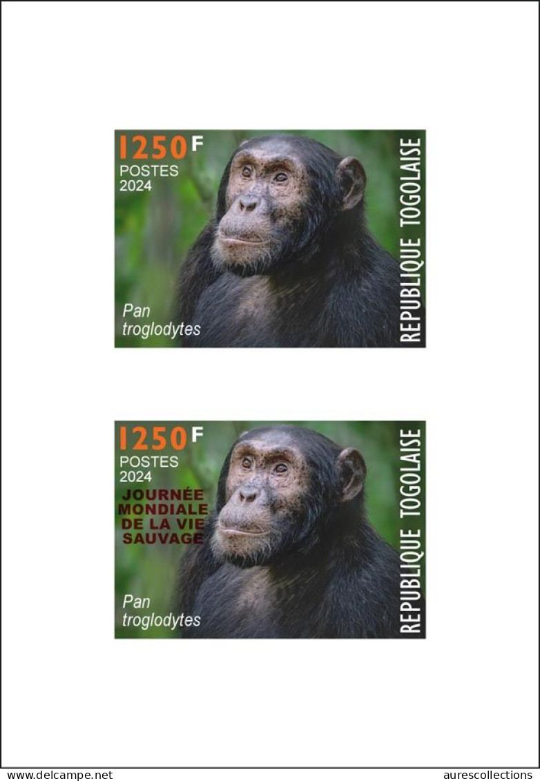 TOGO 2024 DELUXE PROOF - REGULAR & OVERPRINT - CHIMPANZEE MONKEY MONKEYS APES - BIODIVERSITY BIODIVERSITE - Scimpanzé