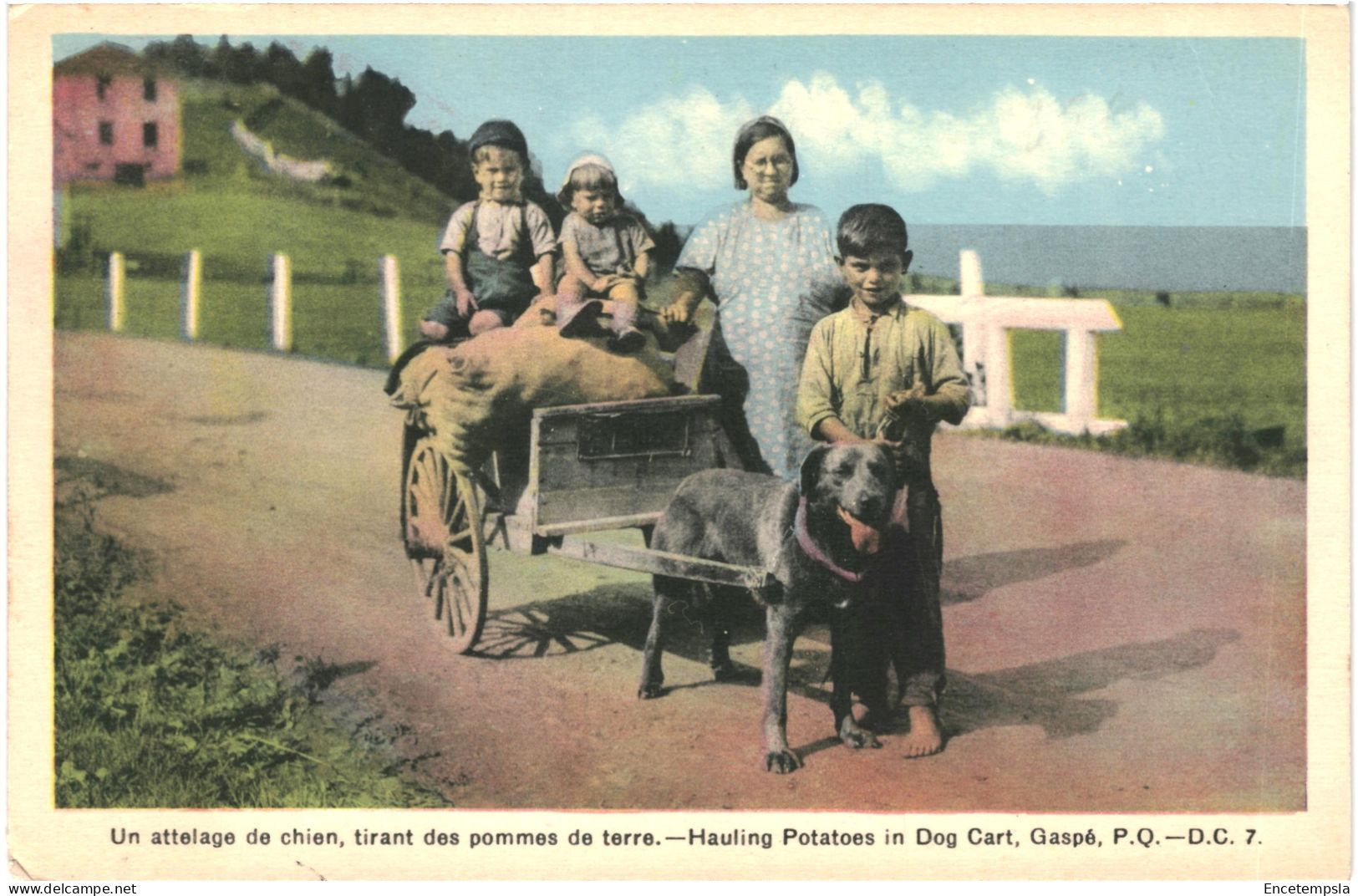 CPA Carte Postale Canada Québec Attelage De Chien Tirant Des Pommes De Terre VM80629ok - Other & Unclassified