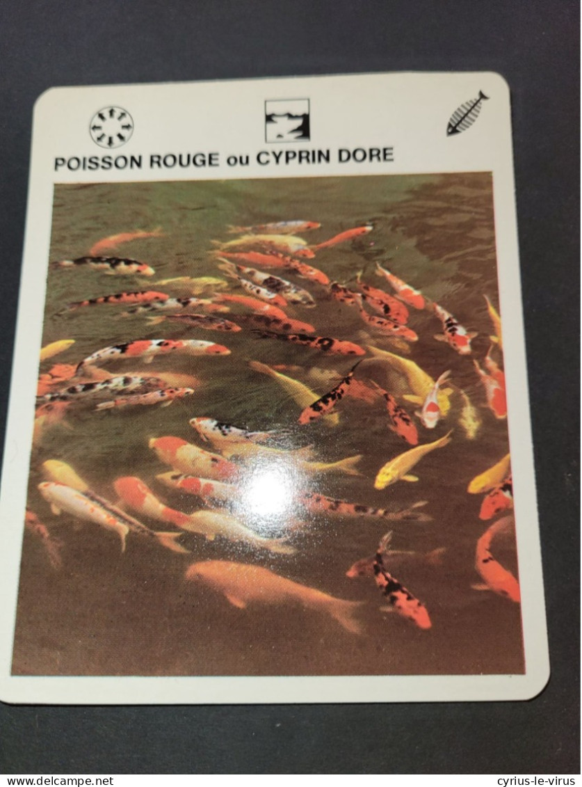 Fiche Illustrée Animaux  ** Poisson Rouge Ou Cyprin Dore - Animaux