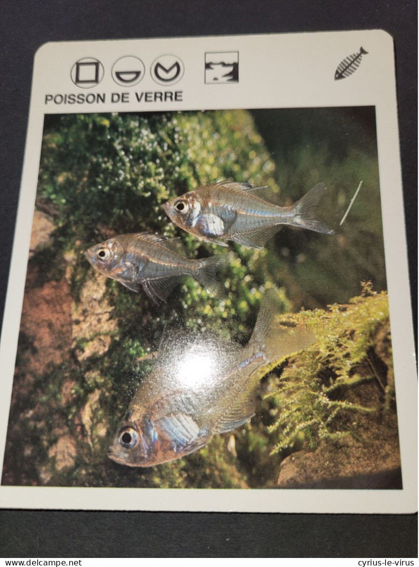 Fiche Illustrée Animaux  ** Poisson De Verre - Tiere