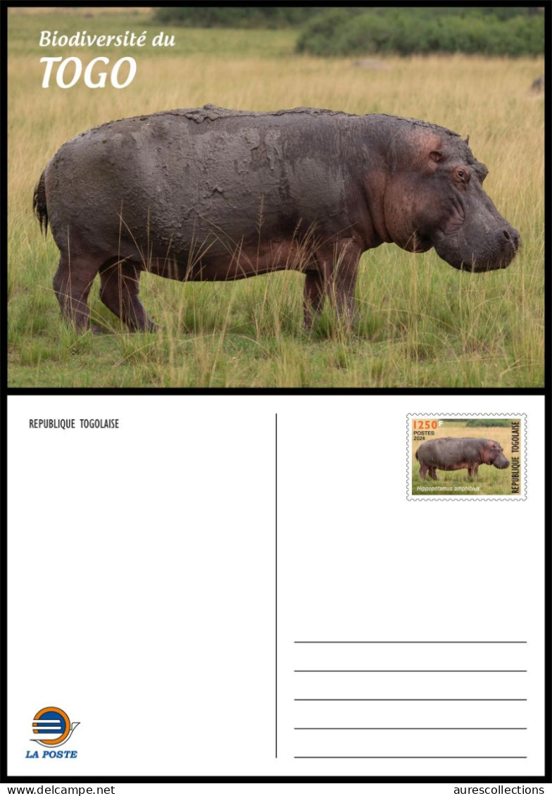 TOGO 2024 STATIONERY CARD - REGULAR - HIPPOPOTAMUS HIPPOPOTAME HIPPOPOTAMES - BIODIVERSITY BIODIVERSITE - Sonstige & Ohne Zuordnung