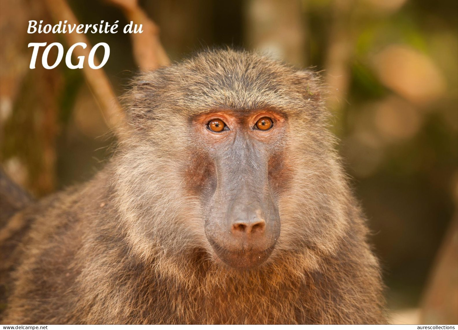 TOGO 2024 STATIONERY CARD - REGULAR - MONKEY MONKEYS APES APE BABOON SINGES - BIODIVERSITY BIODIVERSITE - Monkeys