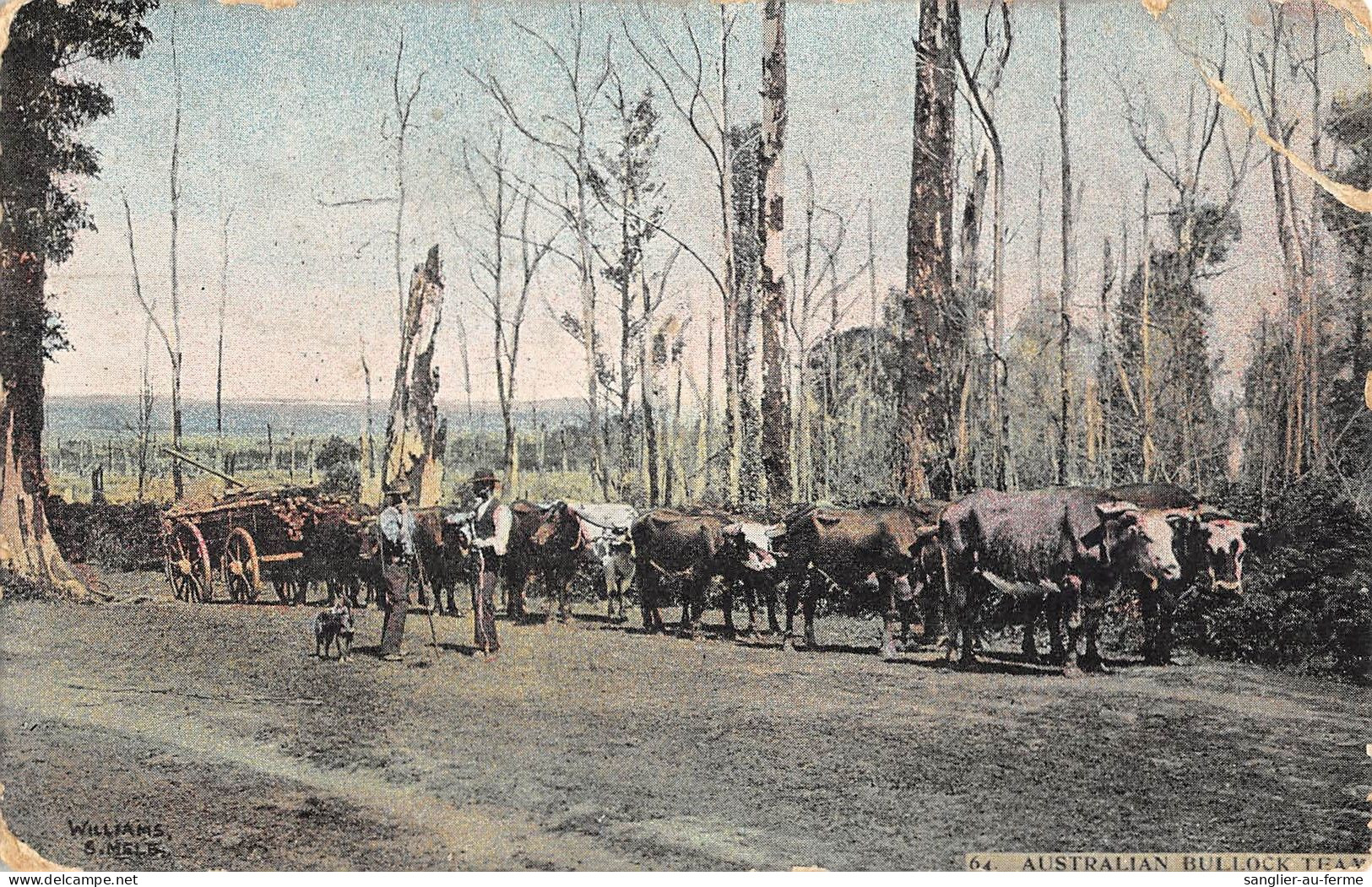 CPA AUSTRALIE / AUSTRALIAN BULLOCK TEAM - Autres & Non Classés