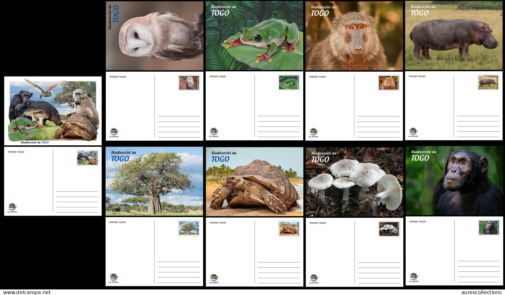 TOGO 2024 PACK 9 STATIONERY CARD - MUSHROOMS OWL FROG FROGS TURTLE TURTLES HIPPOPOTAMUS BAOBAB MONKEY MONKEYS - Schildpadden