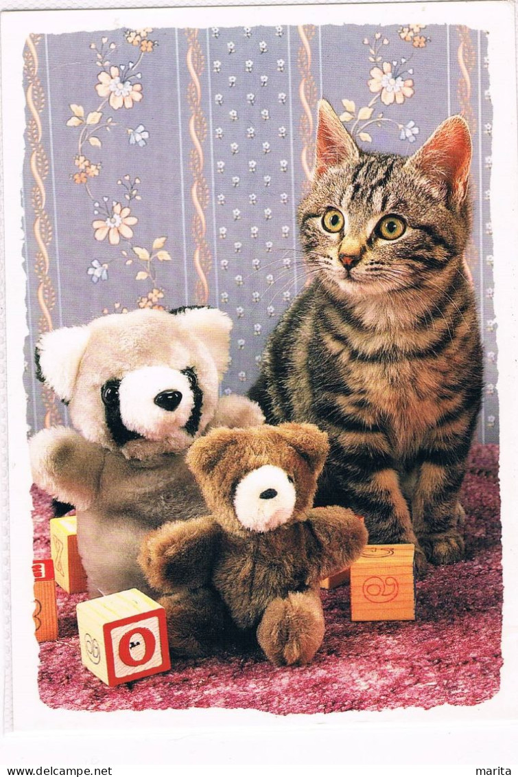 Chat Et Ours  -cat  Bear -katze Bär-  Poes Met 2 Beertjes - Katzen