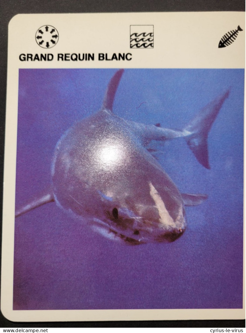 Fiche Illustrée Animaux  ** Poisson **  Grand Requin Blanc - Animaux