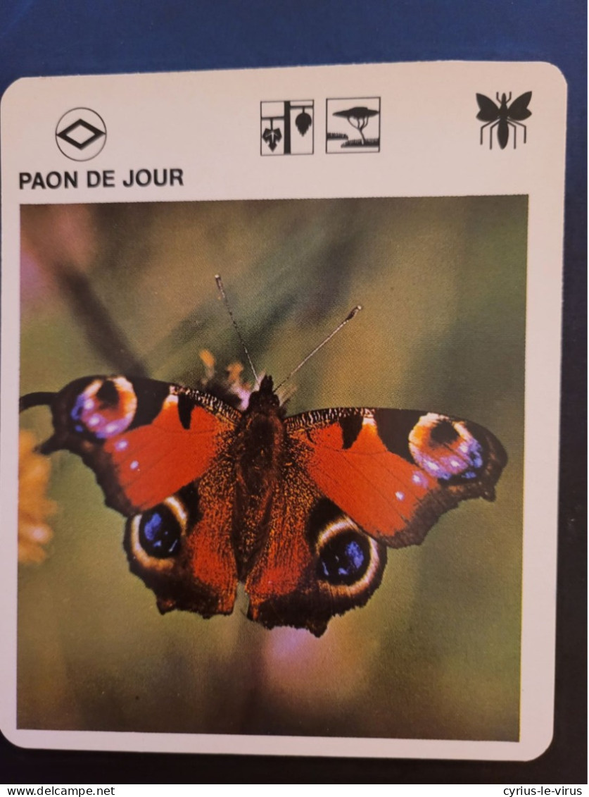 Fiche Illustrée Animaux  ** Papillon  ** Paon De Jour - Animals