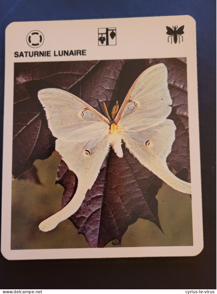 Fiche Illustrée Animaux  ** Papillon  ** Saturnie Lunaire - Animals