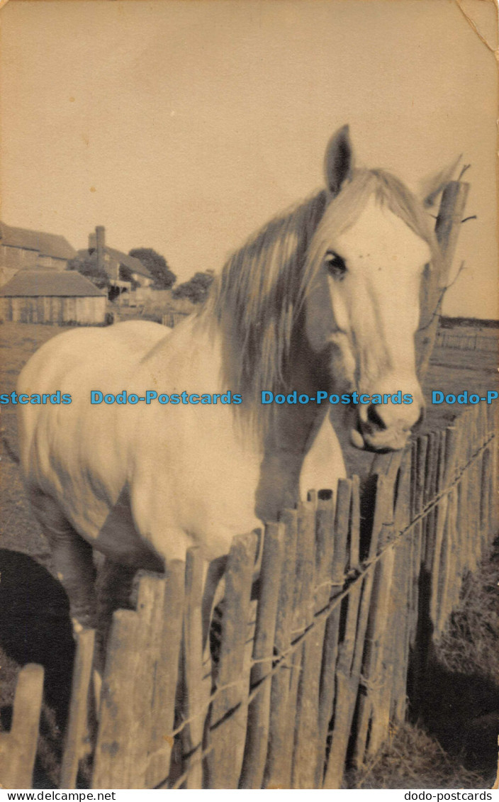 R084482 Old Postcard. Horse - Monde