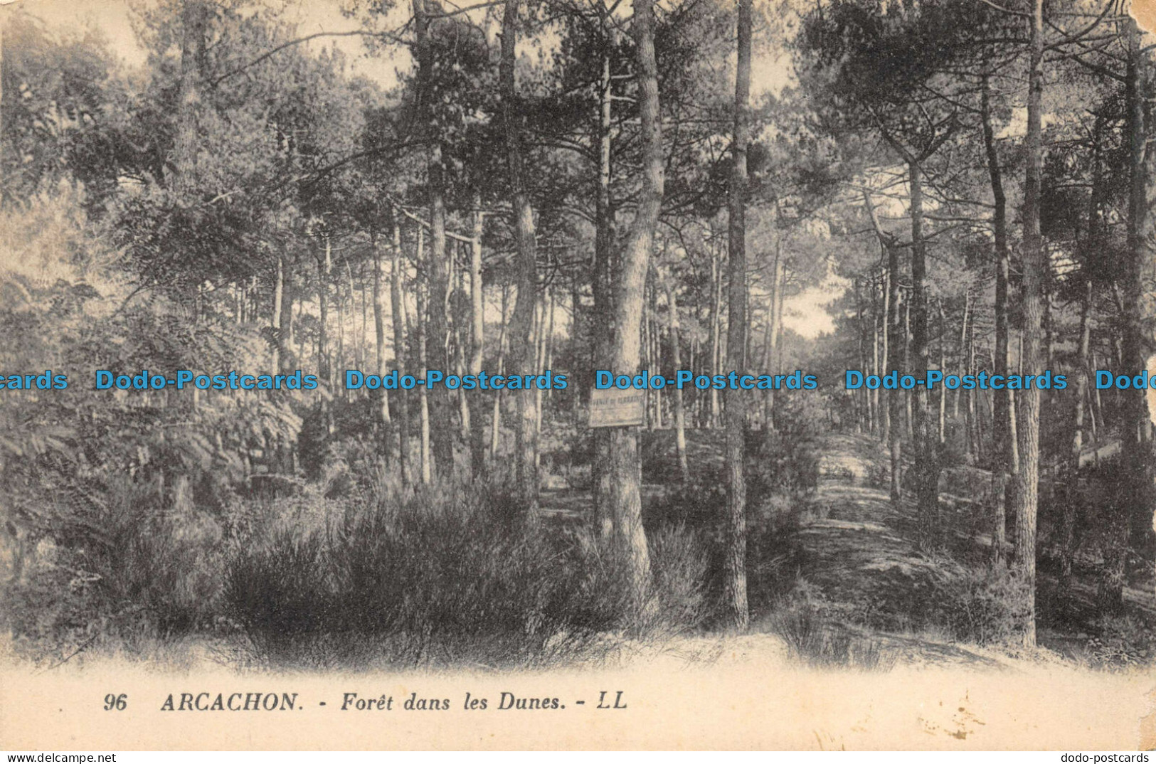 R084963 Arcachon. Foret Dans Les Dunes. LL. No 96 - Monde