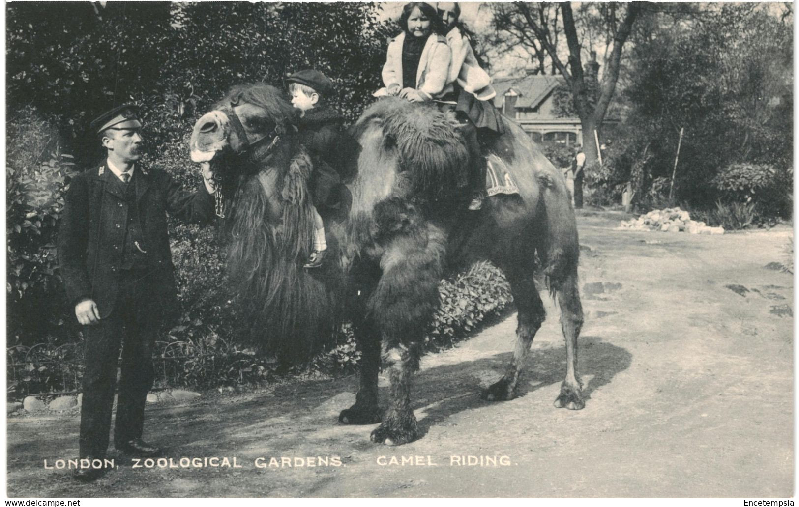 CPA Carte Postale Royaume Uni  London Zoological Gardens Camel Riding  VM80640ok - Otros & Sin Clasificación