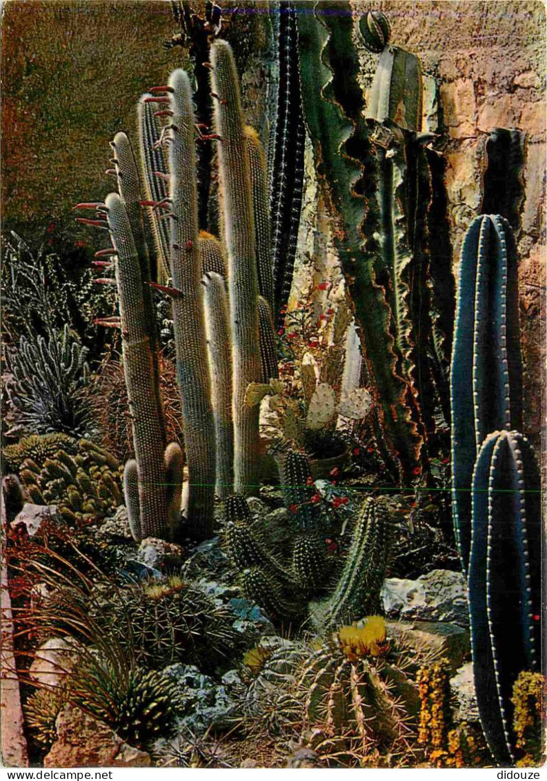 Fleurs - Plantes - Cactus - La Cote D'Azur - Jardin Exotique - Etrange Flore D'Amérique Centrale - CPM - Voir Scans Rect - Sukkulenten